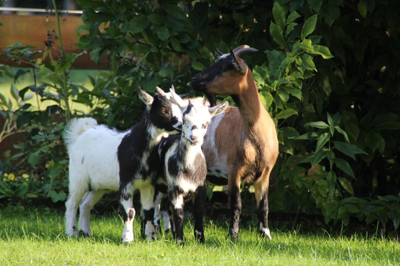 Ferienhof Zum Sagschneider Lenggries Luaran gambar