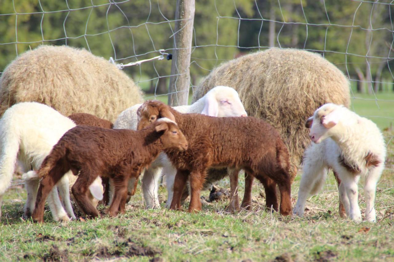 Ferienhof Zum Sagschneider Lenggries Luaran gambar